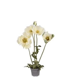 Hovedbilde Valmue krem - Mr. Plant
